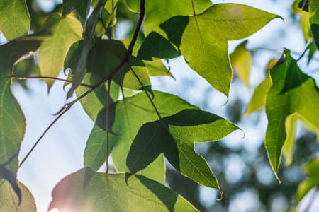 Green nature background maple leaf  in sunsetの写真素材
