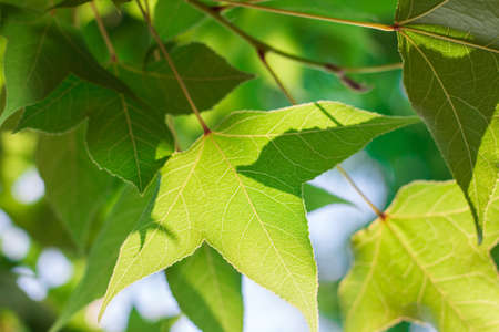 Green nature background maple leaf  in sunsetの写真素材