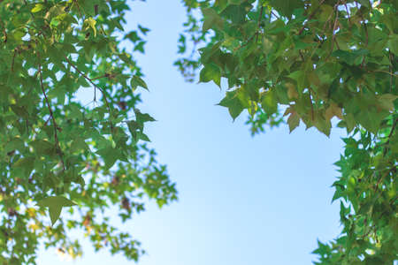Green nature background maple leaf  blue sky