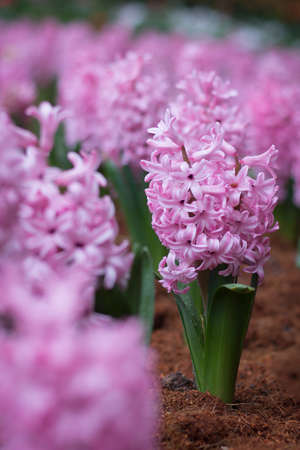Background pink flowers hyacinths closeup.
