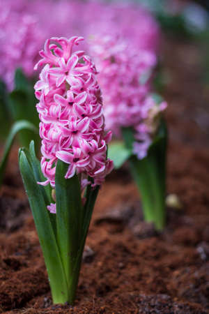 Background pink flowers hyacinths closeup.