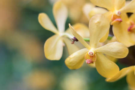 Beautiful yellow orchid background, refreshingの写真素材