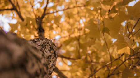 Autumn with treesの写真素材