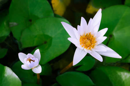 lotus blossom