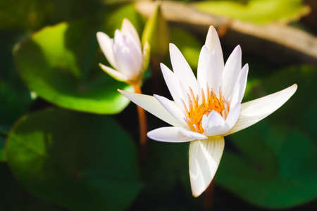 lotus blossomの写真素材