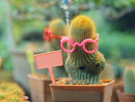 Cactus and a text label.の写真素材
