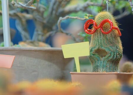 Cactus and a text label.の写真素材