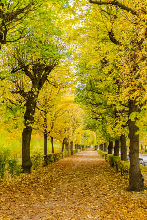 Yellow Gardenの写真素材