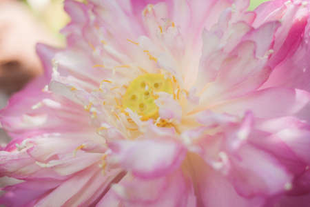 Pink Lotusの写真素材