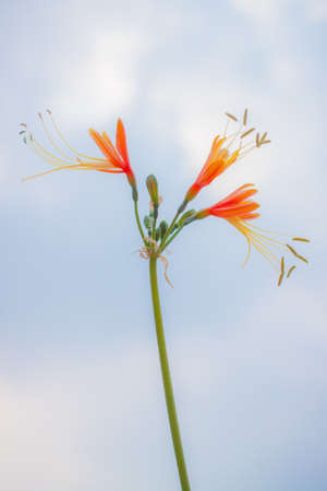 Flower with in the Skyの写真素材