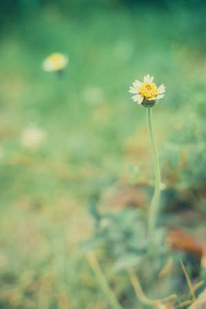 A little flower in the gardenの素材