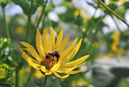 Sunflower with a bee on a warm summer day