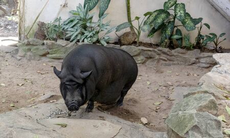 Big Black Pig enjoys her meal