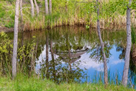 Trees and pond with reflection in a small American neighborhood, Aurora, Coloradoの写真素材