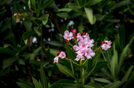 Delicate pink oleander flower blooming in California.の写真素材