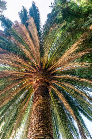 View of the base of a palm tree. Belmont, Californiaの写真素材