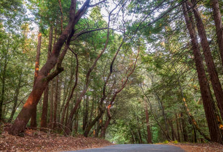 Redwood Forest Landscape in Beautiful Northern California. Mt Madonna County Park near Gilroy, Californiaの写真素材