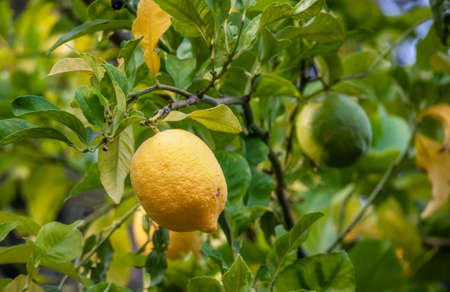 Lemons growing on the lemon tree in Belmont, Californiaの写真素材