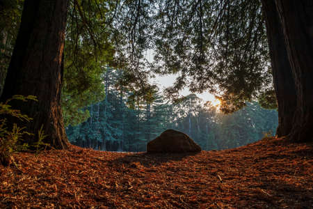 Redwood Forest Landscape in Beautiful Northern California. Mt Madonna County Park near Gilroy, Californiaの写真素材