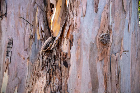 Natural background of eucalyptus bark. Closeup of the trunk. Belmont, Californiaの写真素材