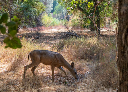Blacktail Deer in Pinnacle National Park, Californiaの写真素材