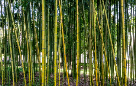 Bamboo grass stalk plant stems growing in Belmont, California, park-like a groveの写真素材