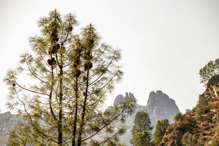 Pine tree with big cones in Pinnacle National Park, Californiaの写真素材