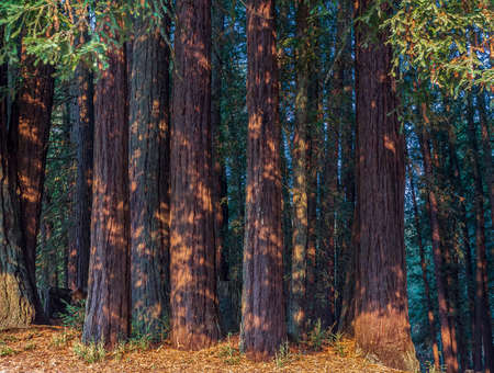 Redwood Forest Landscape in Beautiful Northern California. Mt Madonna County Park near Gilroy, Californiaの写真素材