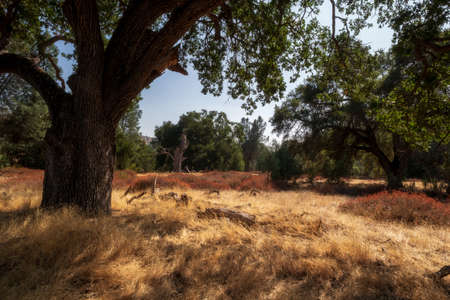 Scenic sunny landscape in Pinnacle National Park, Californiaの写真素材