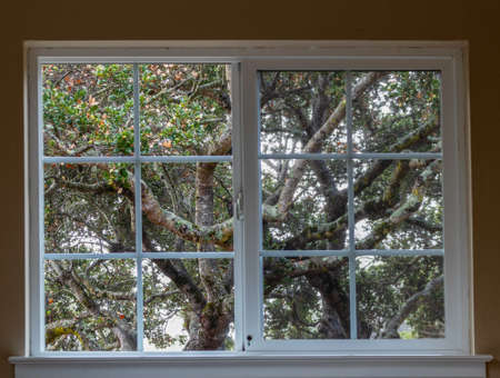 View from the window on the beautiful oak trees in Belmont, Californiaの写真素材