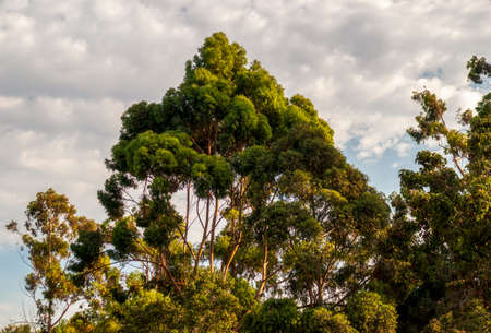 Eucalyptus Tree on the hill in a residential garden in Belmont, Californiaの写真素材