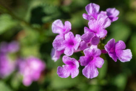Close up of Mexican petunias (ruellia simplex) blooming in Californiaの写真素材
