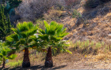 Palm trees on the foot of the hill in Belmont, Californiaの写真素材