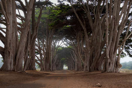 Cypress Tree Tunnel. Point Reyes National Seashore, Marin County, California, on a foggy afternoonの写真素材