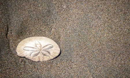 Sand dollar shell on the sands of the Ocean Beach, San Francisco, Californiaの写真素材