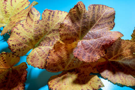 Golden autumn leaves on a blue backgroundの写真素材
