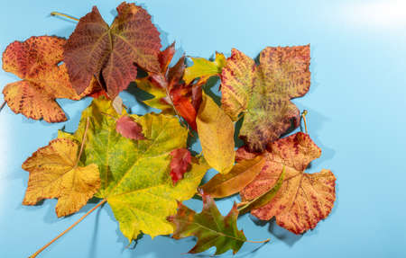 Golden autumn leaves on a blue backgroundの写真素材