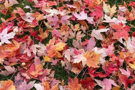 Fallen autumn leaves background. Colorful seasonal natural orange, yellow, red, brown background.の写真素材