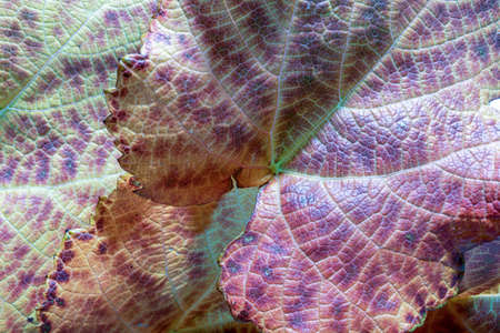 A selective focus macro abstract image of colorful autumn leavesの写真素材