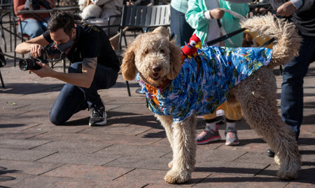 Denver, Colorado - October 31, 2020: Cute dogs in costumes at Howl-a-Ween Pet Parade on Union Stationのeditorial素材