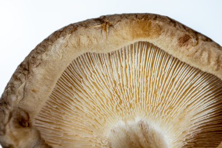 Close-up of a mushroom cap