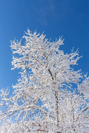 Winter view of trees covered by snow on the blue skyの写真素材