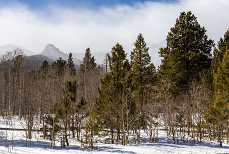 A beautiful view of the tall trees near Allenspark, Colorado. Rocky mountains in the backgroundの写真素材