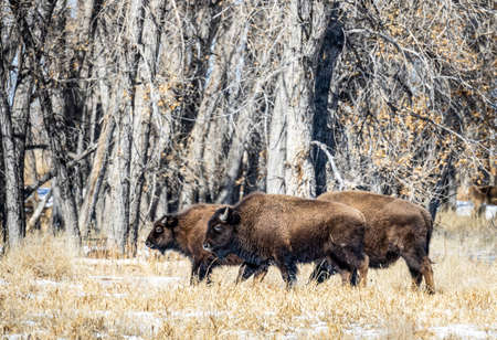 Buffalo herd at Rocky Mountain Arsenal National Wildlife Refuge, Colorado.の写真素材
