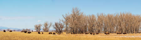 Buffalo herd at Rocky Mountain Arsenal National Wildlife Refuge, Colorado.の写真素材