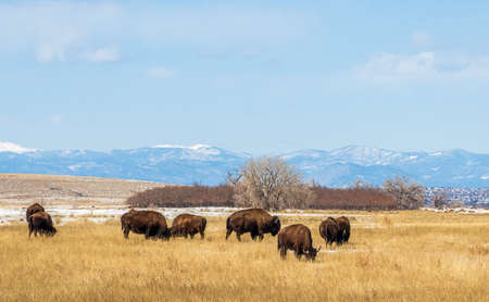 Buffalo herd at Rocky Mountain Arsenal National Wildlife Refuge, Colorado.の写真素材