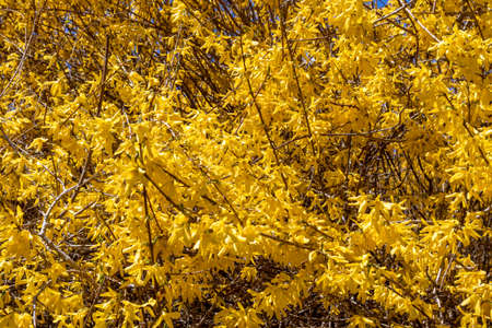 Forsythia europaea, a flowering forsythia bush with yellow flowers, spring, Rhode Islandの写真素材