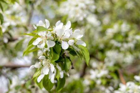 Delicate spring cherry blossom on a tree branch, closeup, selective focusの写真素材