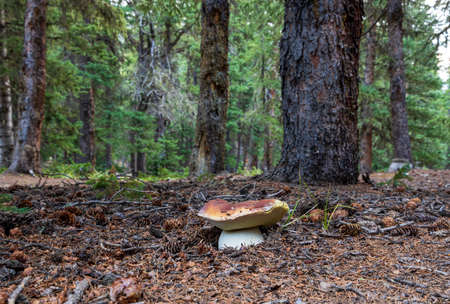 Beautiful mushroom boletus edulis in the summer forest