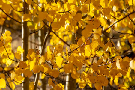 Scenery Autumn landscape in the Rocky Mountains of Colorado - Kenosha Passの写真素材